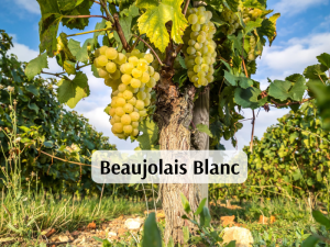 Beaujolais Blanc (800 x 600 px)